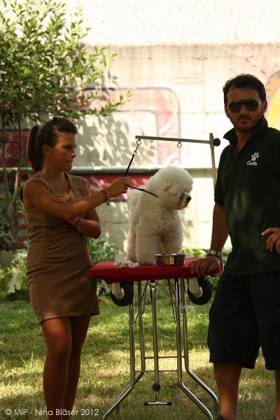 2012-07-01 B & B - Bedlington & Bichon Fun Day (309)_1000x1500.jpg